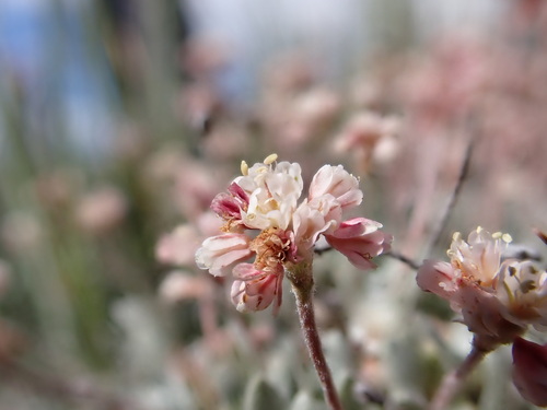 Railroad Canyon Wild Buckwheat (Eriogonum soliceps)