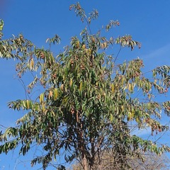 Mabea fistulifera