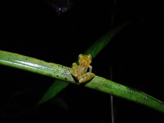 Pristimantis laticlavius