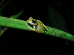 Pristimantis laticlavius