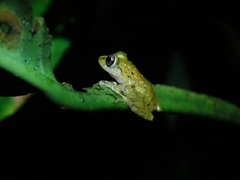 Pristimantis laticlavius