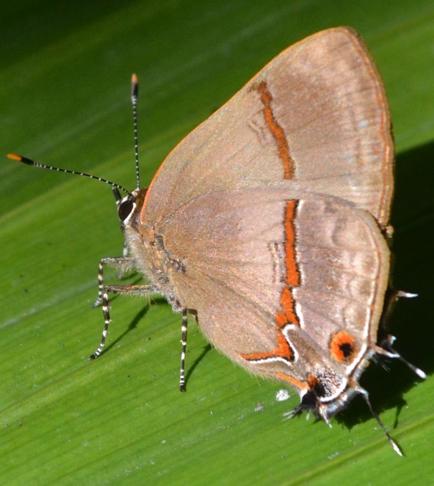 Lamprospilus collucia