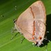 Mariposa Sedosa de Parches Negros - Photo (c) joopverbrugh, algunos derechos reservados (CC BY-NC)