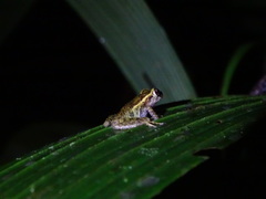 Pristimantis laticlavius