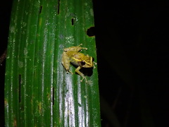 Pristimantis laticlavius