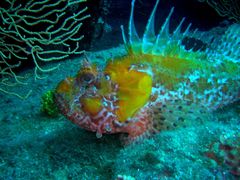 Scorpaena scrofa