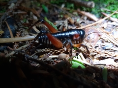 Hemiandrus fiordensis