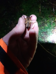 Hemiandrus fiordensis