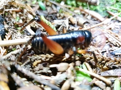 Hemiandrus fiordensis