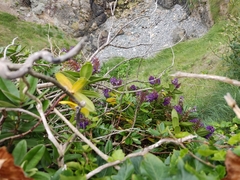 Veronica × franciscana, photograph Татьяна Максимова, CC BY, iNaturalist via GBIF