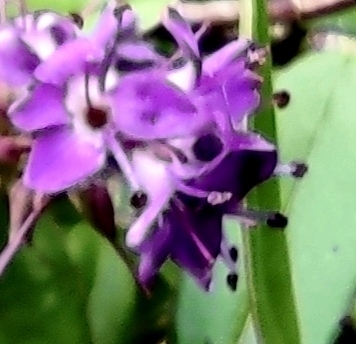 Veronica × franciscana, photograph 6