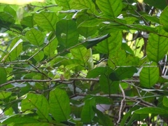 Pogoniulus atroflavus