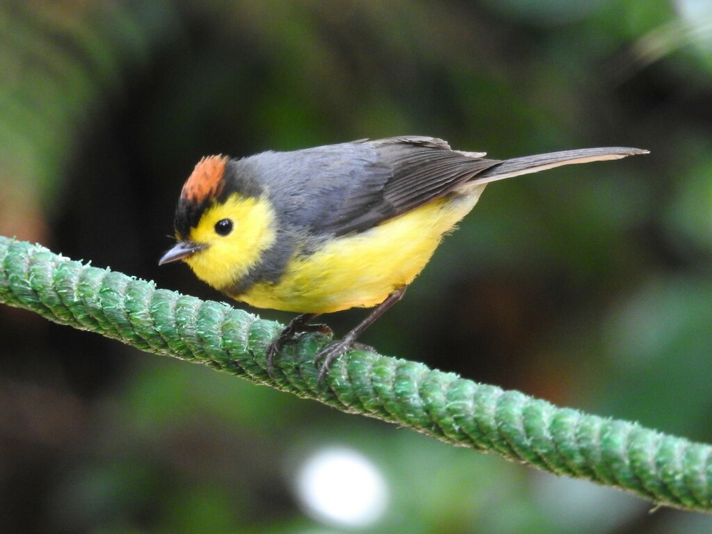 Collared Redstart photo