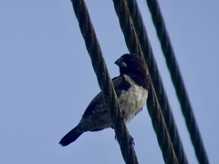 Spermestes cucullata