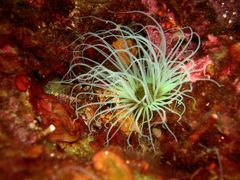 Cerianthus membranaceus