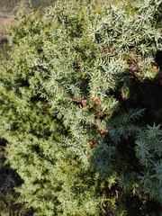 Juniperus