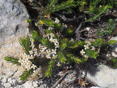 Struthiola salteri