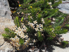 Struthiola salteri