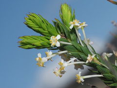 Struthiola salteri
