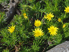 Osteospermum subulatum