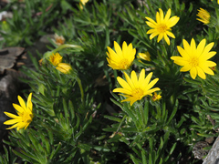 Osteospermum subulatum