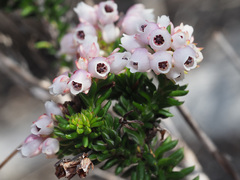 Erica pulvinata