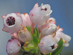 Erica pulvinata