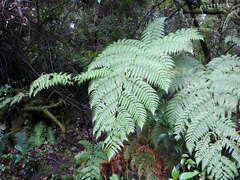 Lophosoria quadripinnata image