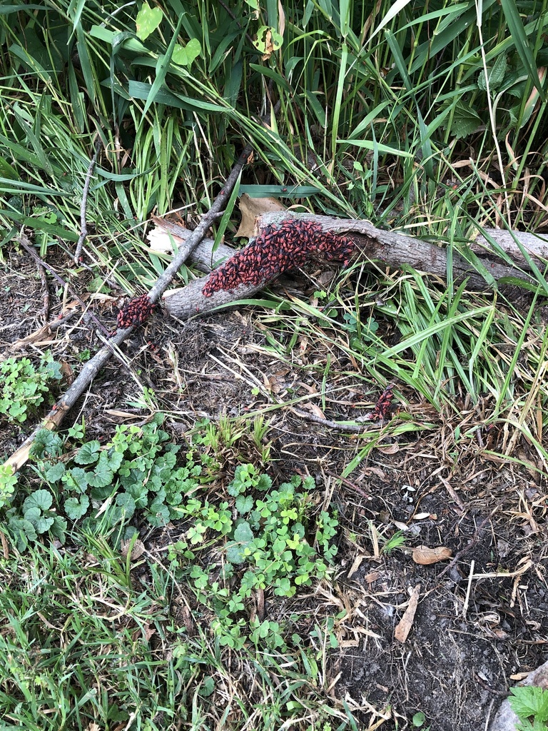 Eastern Boxelder Bug from Atwood Forest Preserve, Machesney Park, IL, US on June 29, 2023 at 02