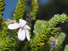 Adenandra obtusata