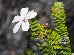 Adenandra obtusata