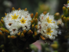 Phylica ericoides