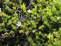 Diosma oppositifolia
