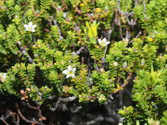 Diosma oppositifolia