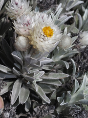 Syncarpha argyropsis