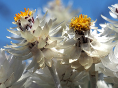 Syncarpha argyropsis