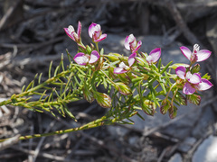 Polygala umbellata