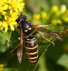 Vespula acadica