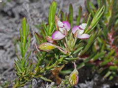 Polygala umbellata
