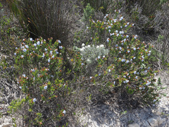 Lobostemon curvifolius