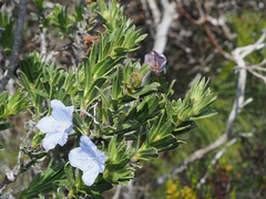Lobostemon curvifolius