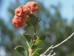 Hermannia trifoliata