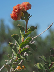 Hermannia trifoliata