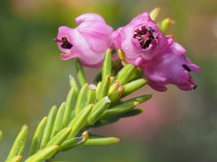 Erica propinqua