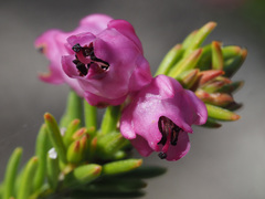 Erica propinqua