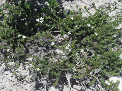 Wahlenbergia calcarea