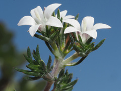 Wahlenbergia calcarea