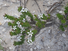 Wahlenbergia calcarea