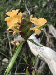 Barleria lupulina
