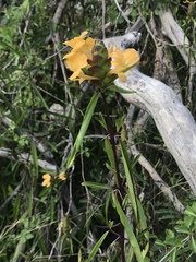 Barleria lupulina